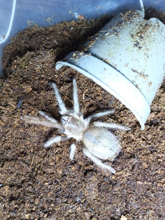 Ptasznik Nhandu tripepii 2DC NS