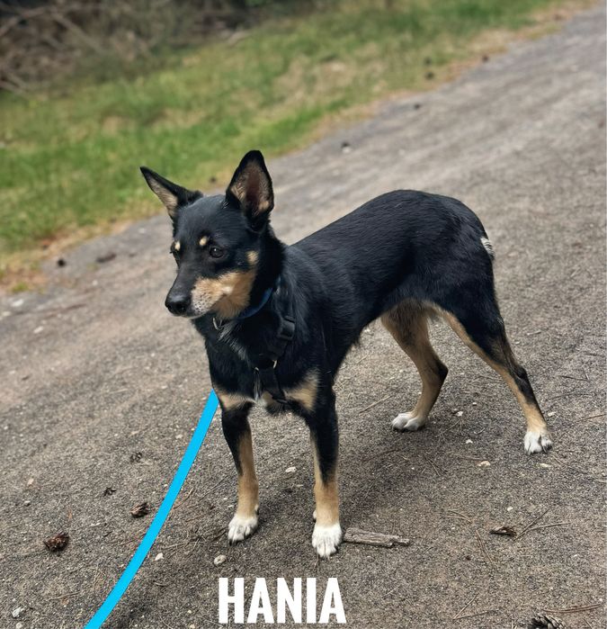5 letnia, delikatnia Hania do adopcji