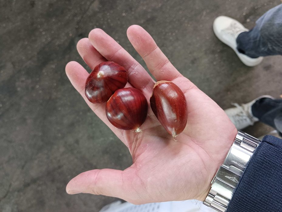 Vendo castanha Martainha de Sernancelhe em Lisboa