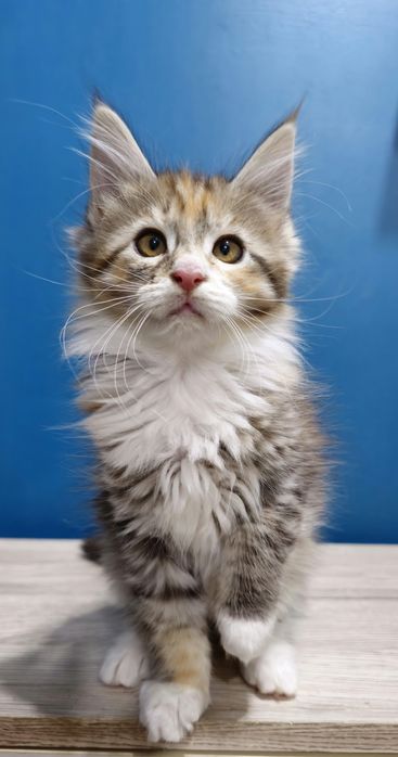 Srebrna szylkretowa kotka Maine coon