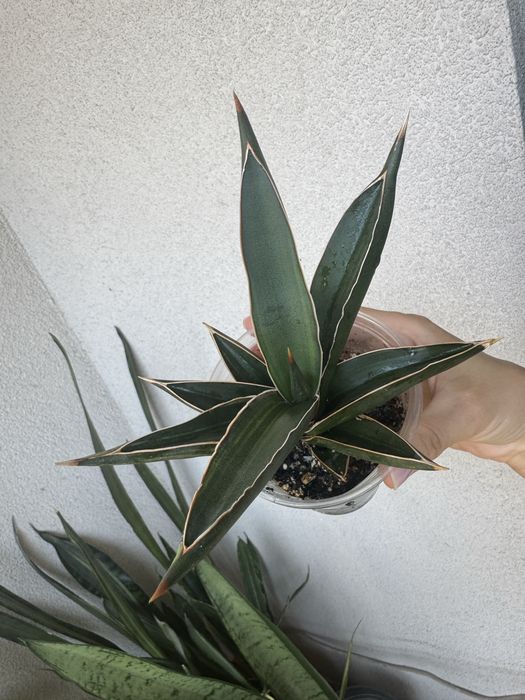 Sansevieria Robuscula variegated