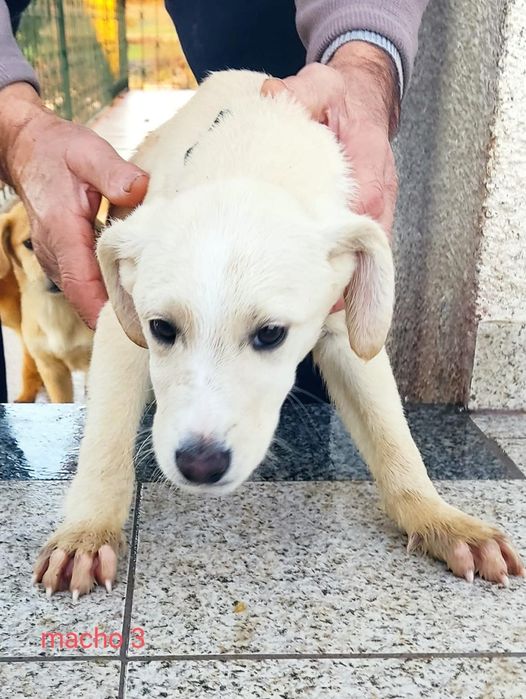 Caezinhos com 3 mesinhos para adopção