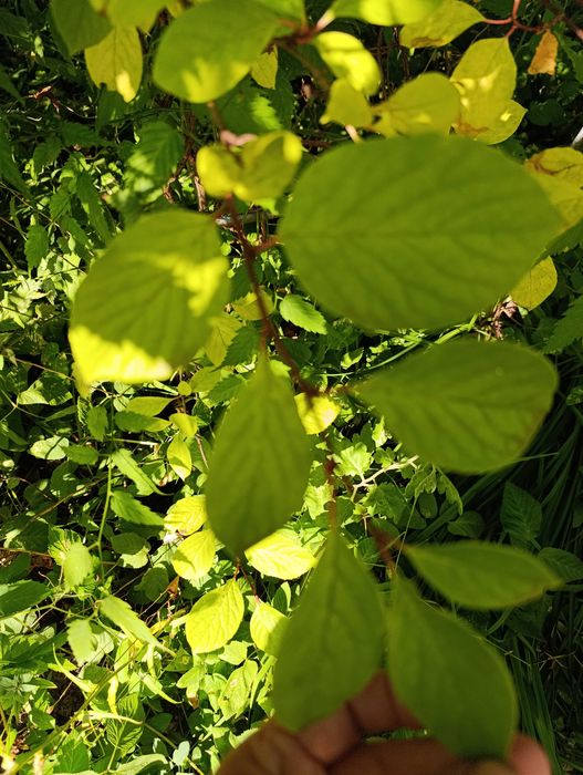 Саджанець китайського лимонника