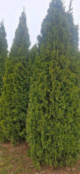 Sprzedam tuje wysokie