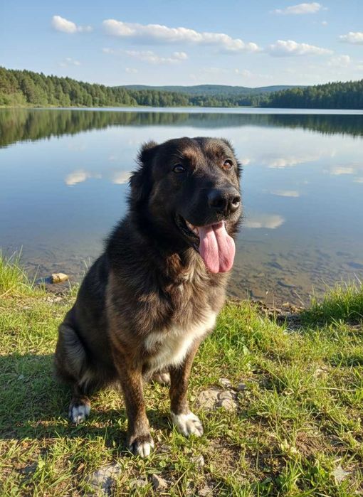 Чудовий добрий друг собака. Песик кавказька вівчарка
