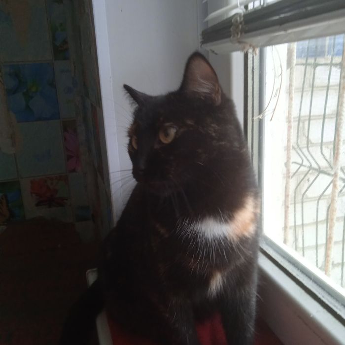 Очаровательной Кисюне  нужен  теплый дом .