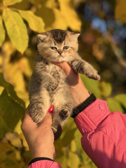 Шикарний плюшевий хлопчик Золота шиншила