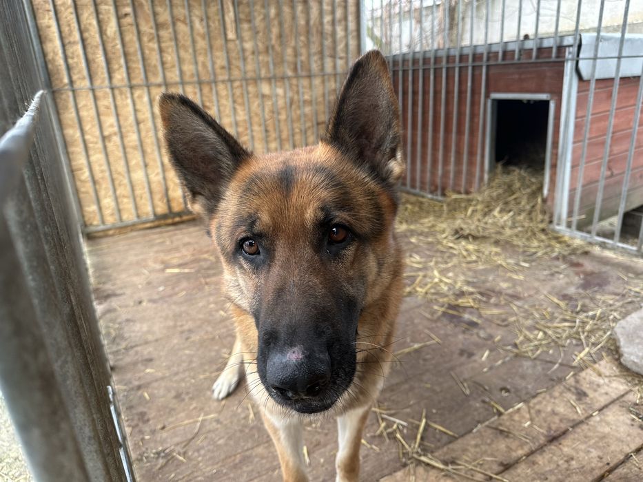 Owczarek Niemiecki znaleziony w Przyborowie -Gmina Wińsko .