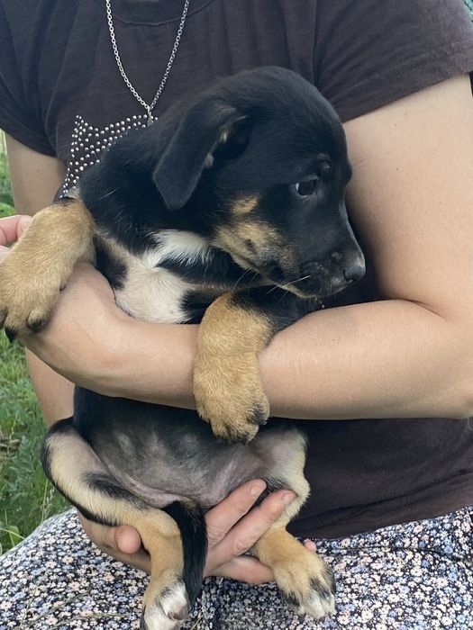 Шеррі шукає люблячу сім'ю