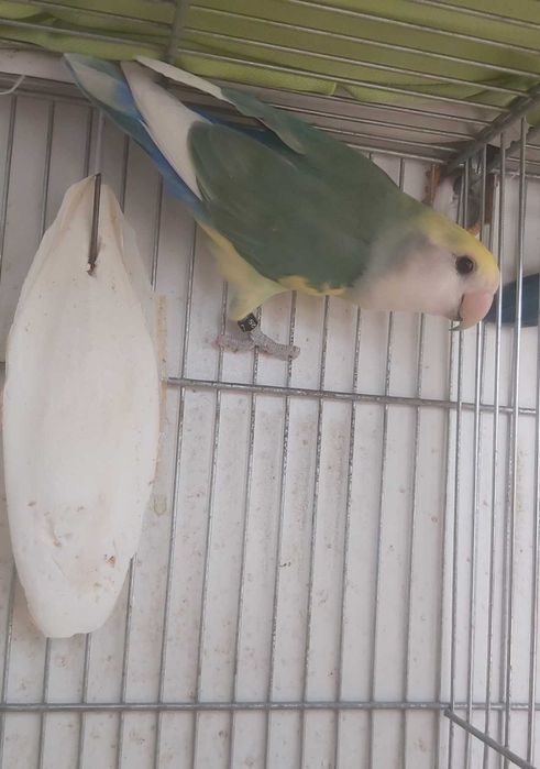 Agapornis Roseicollis Macho sexado e anilhado
