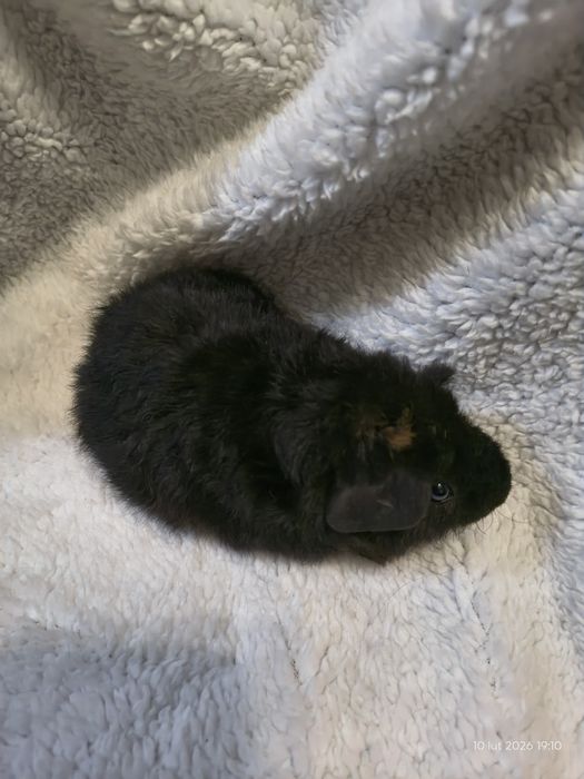 Świnka morska Us Teddy - SAMCZYK