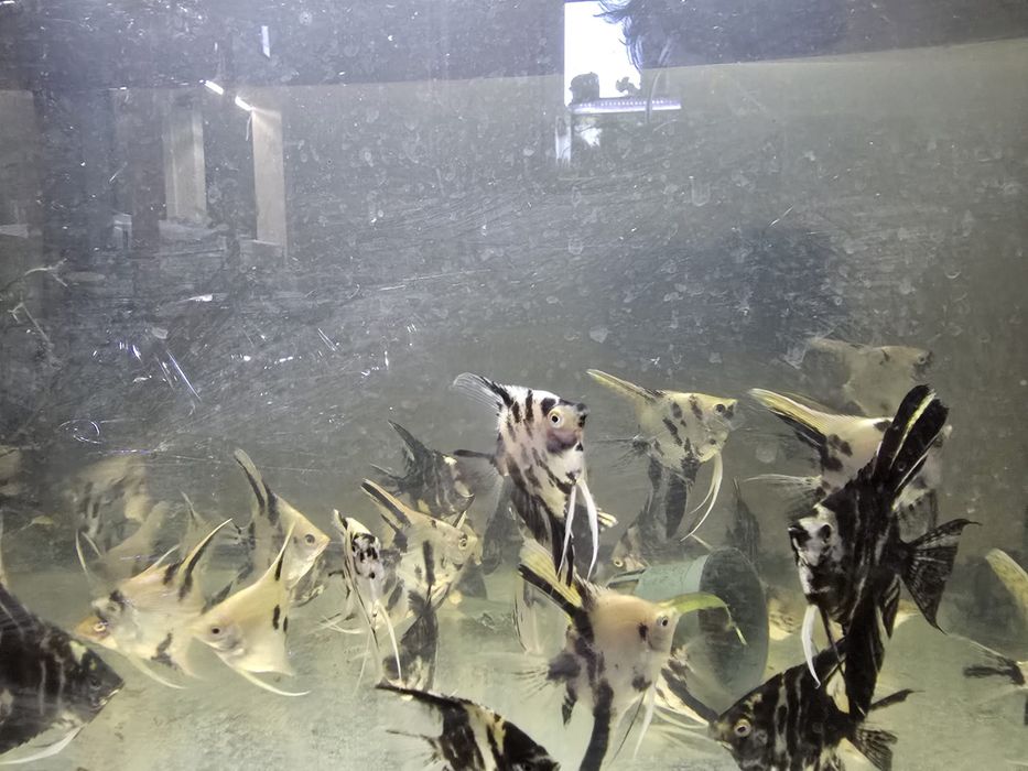 Peixes escalares