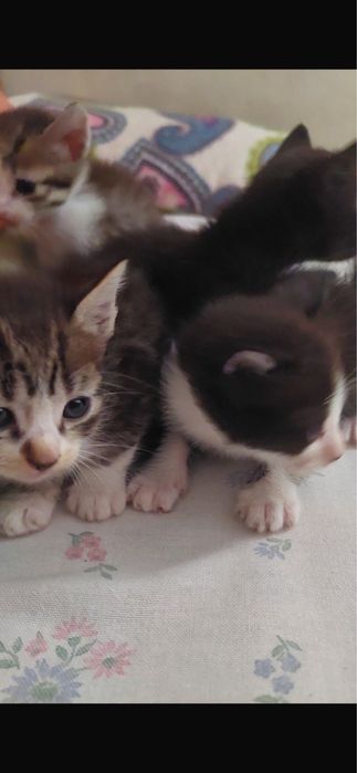 Gatinhos para adoção responsável