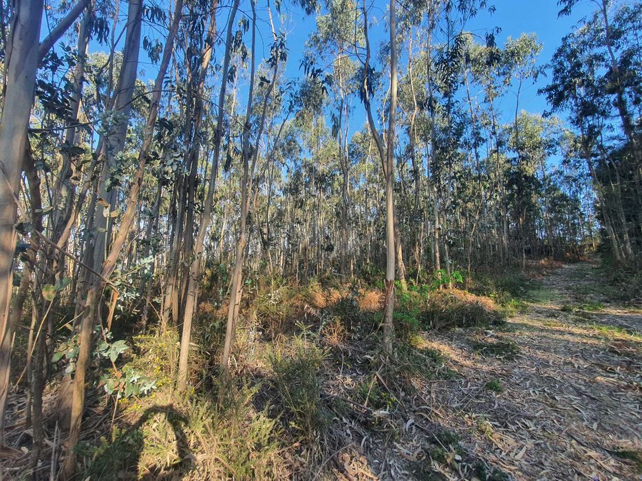 Terreno Florestal +/- 1 hectare Monte Córdova - Santo Tirso próximo ao Santuário da Nossa Sra da Assunção