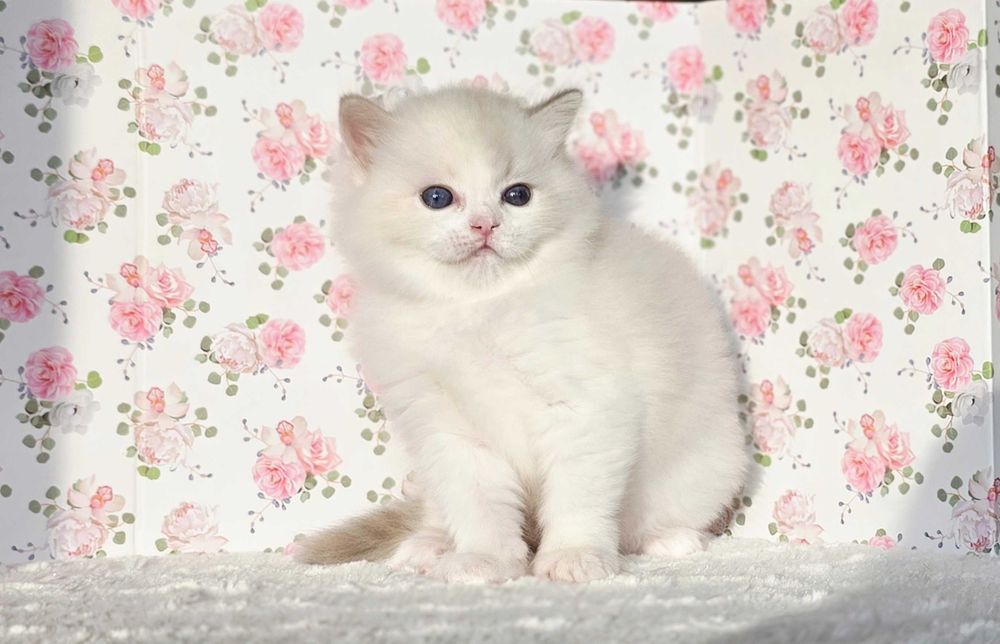 Piękna kotka Ragdoll