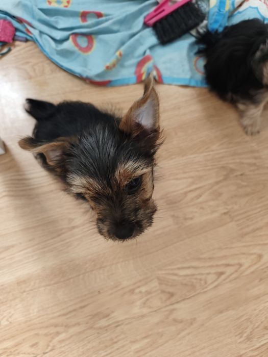 York terrier piesek
