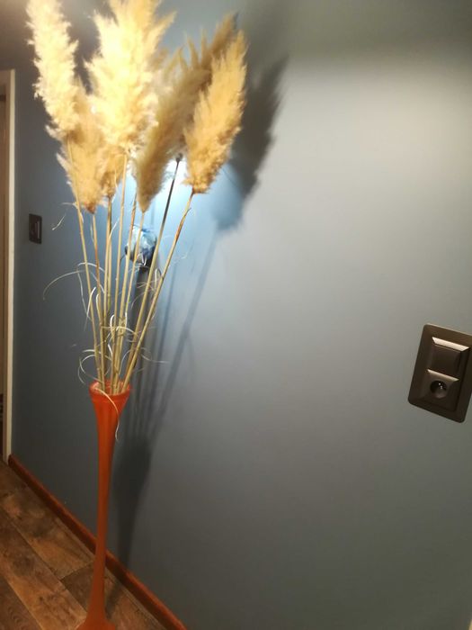 Trawa Pampasowa kłosy