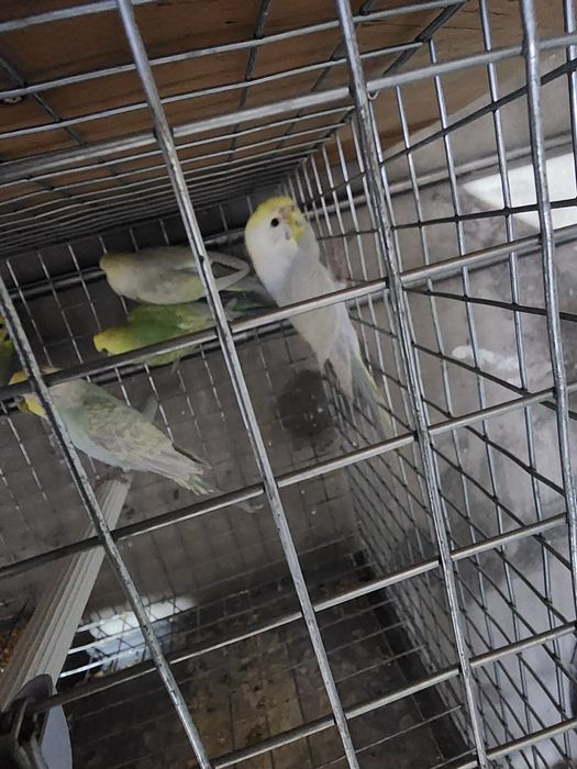 Piriquitos australianos arco íris mutações de 2025