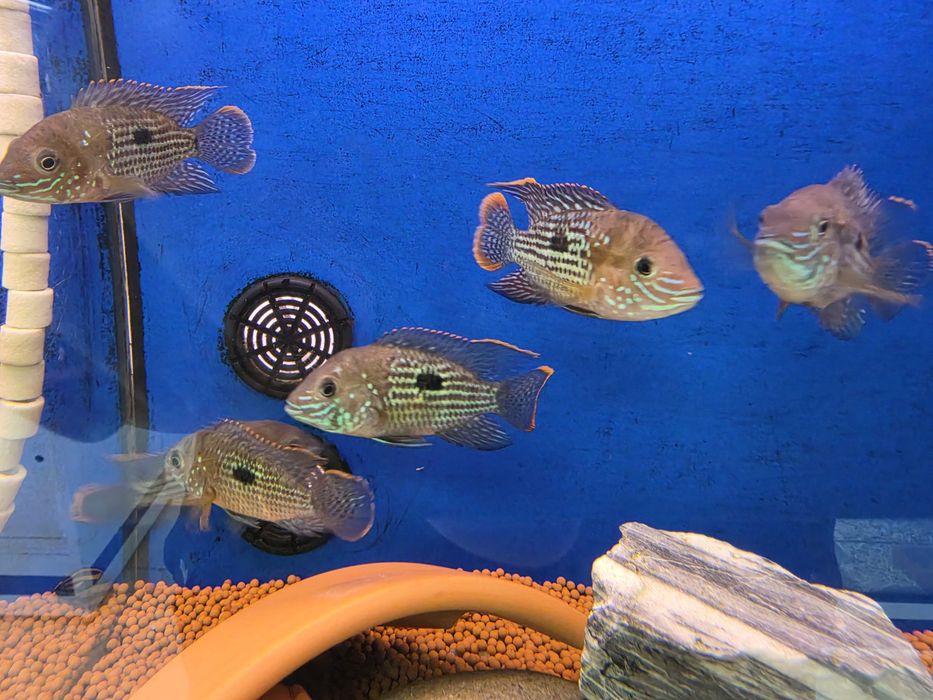 Green Terror (Aequidens Rivulatus)