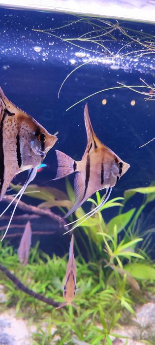 Skalar Pterophyllum Altum Rio nanay