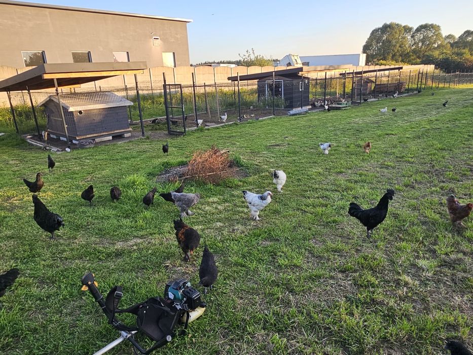 Jajka od domowych kurek