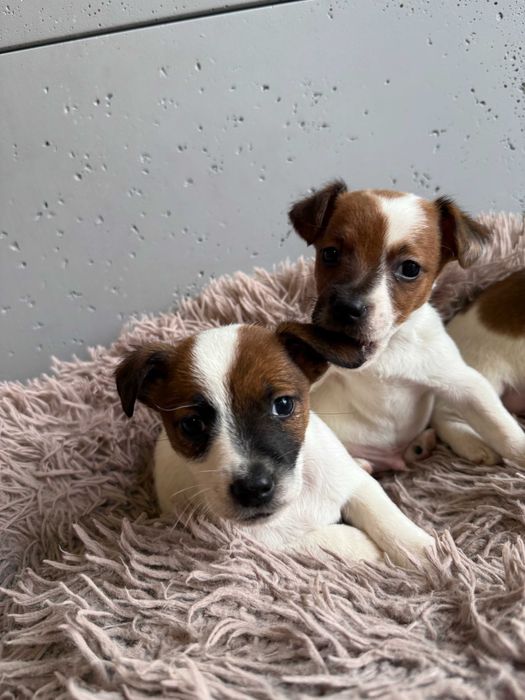 Jack Russell Terrier od # Smartie Jacks # możliwość rezerwacji