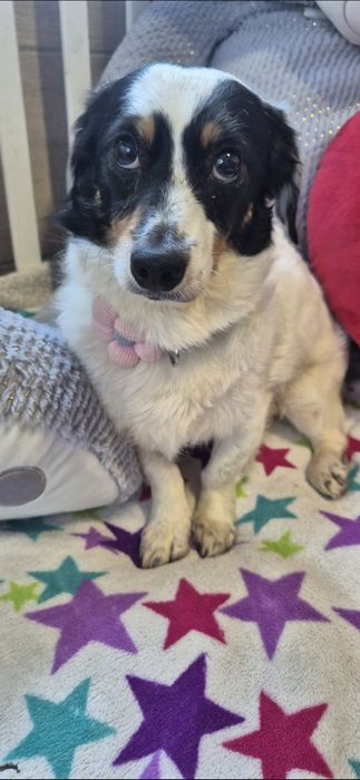 Do adopcji delikatna sunia