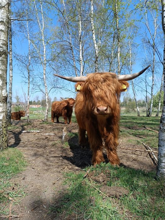 Byk Highland cattle, dwuletni, dorodny, spokojny byczek