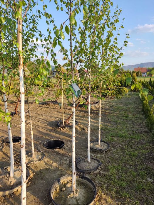 Brzoza Doorenbos  2m - 6m duże sadzonki najbielsza kora - transport !