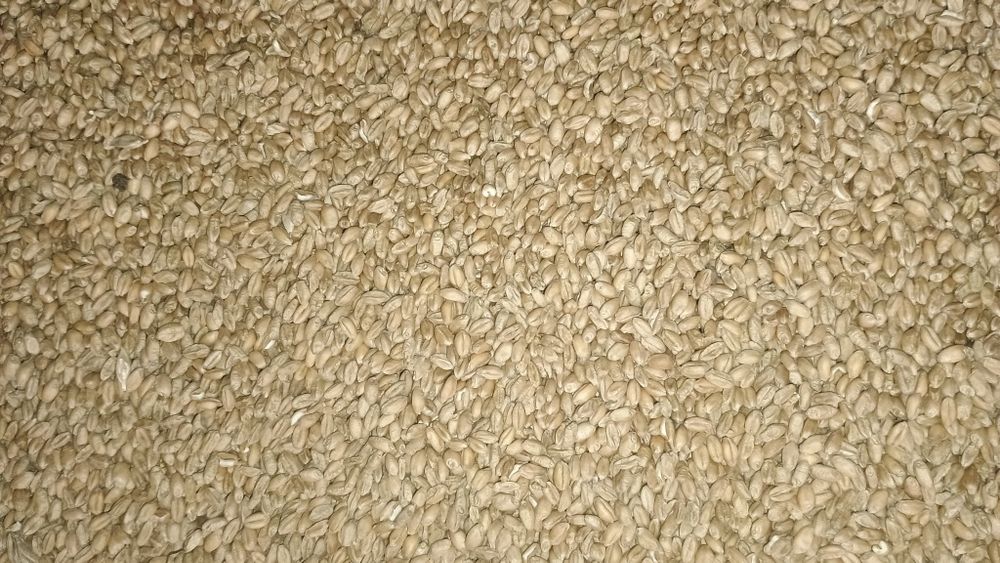 Sprzedam Pszenice ozimą czyszczona