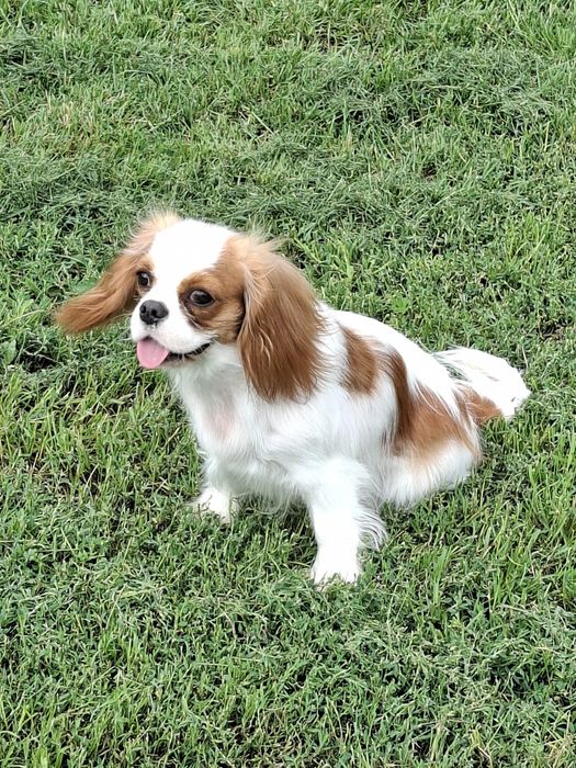 Cavalier półtora roczna suczka