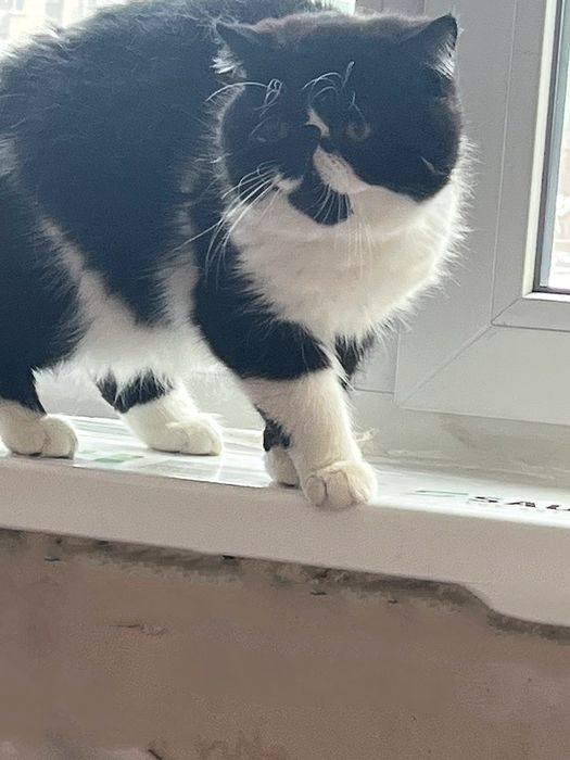 Чорно-біле кохання