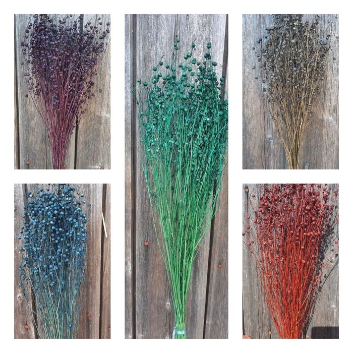 Гіпсофіла та сухоцвіти