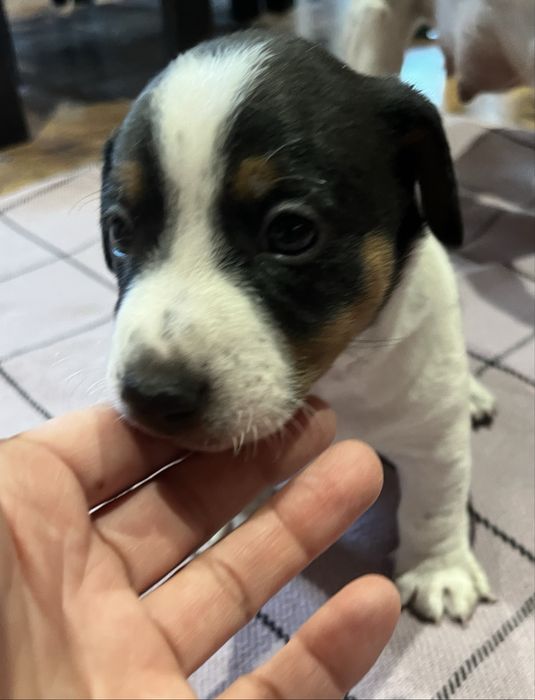 Szczeniak Jack Russell Terrier - piesek