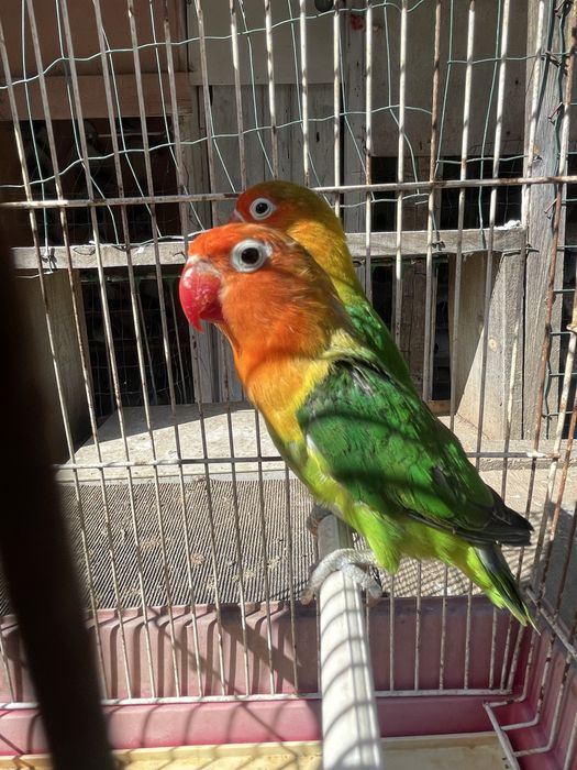 Agrapornis bebe para criar à mao