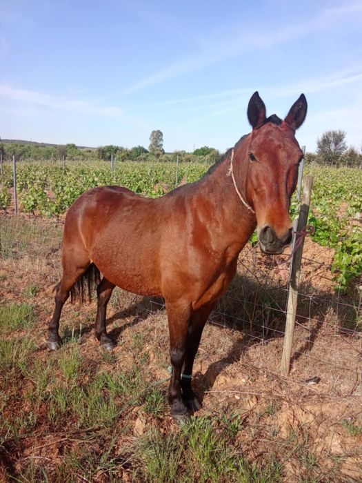 Para venda aceito troca