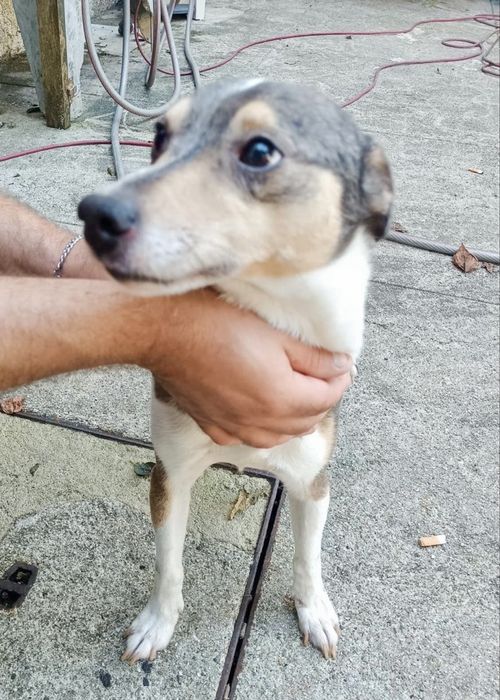 Cão para adoção responsável
