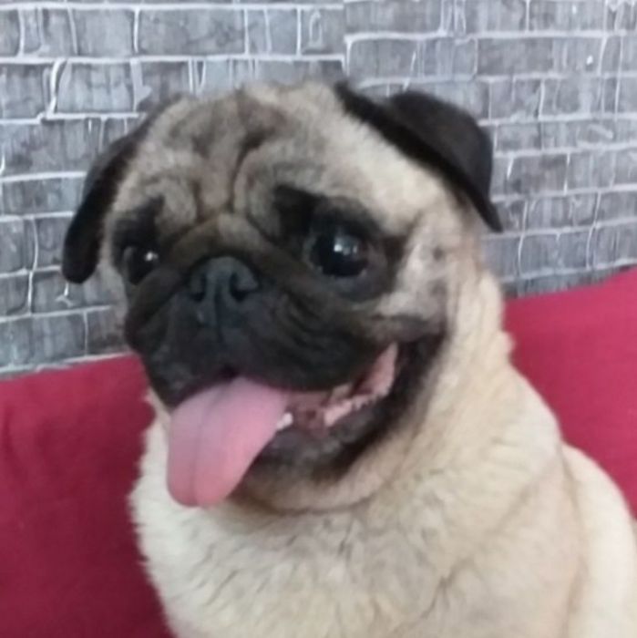 Мопс дівчинка  шукає хлопчика для в'язки