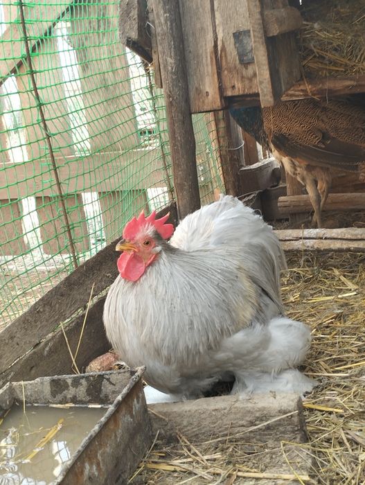Кури карлики Кохи