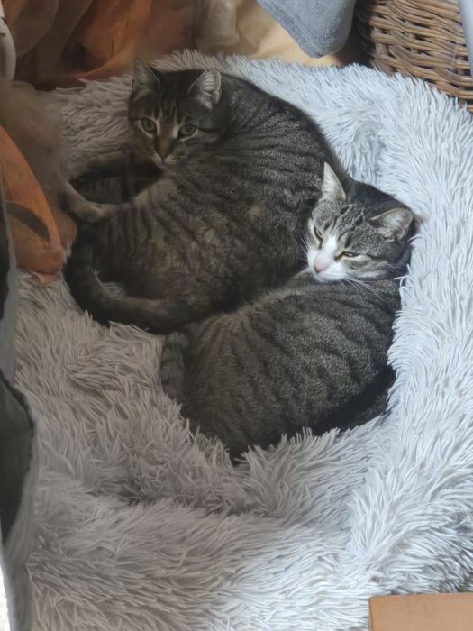 Adoção  com responsabilidade