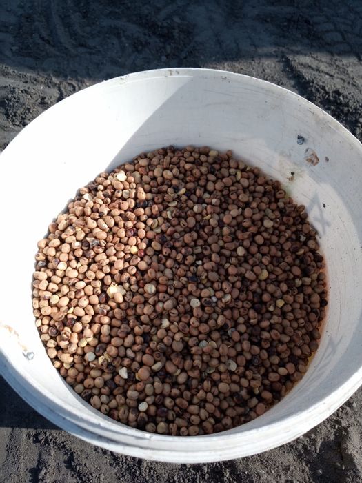 Bobik cały zbiór 2025