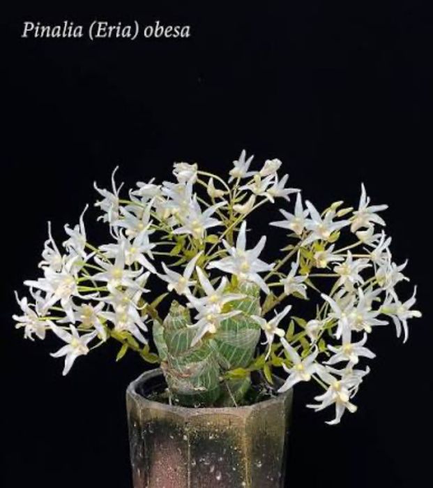 Орхідея каттлейя Cattleya Wassana Elegante Eria Pinalia Obesa