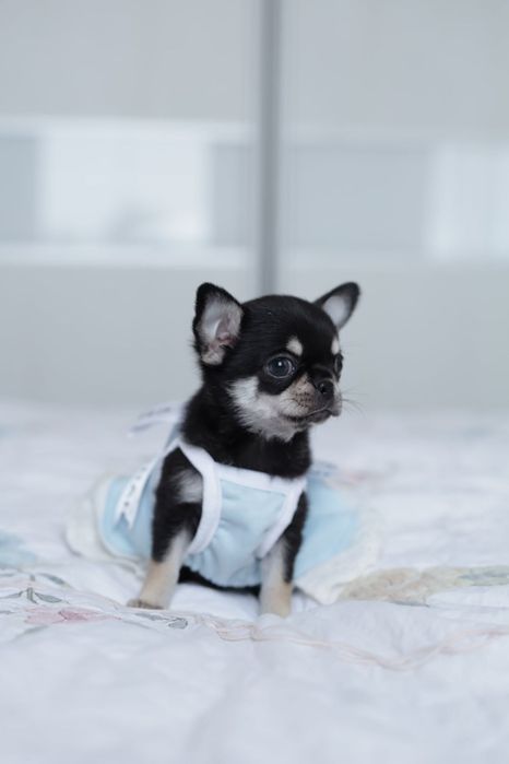 Chihuahua FCI dziewczynka