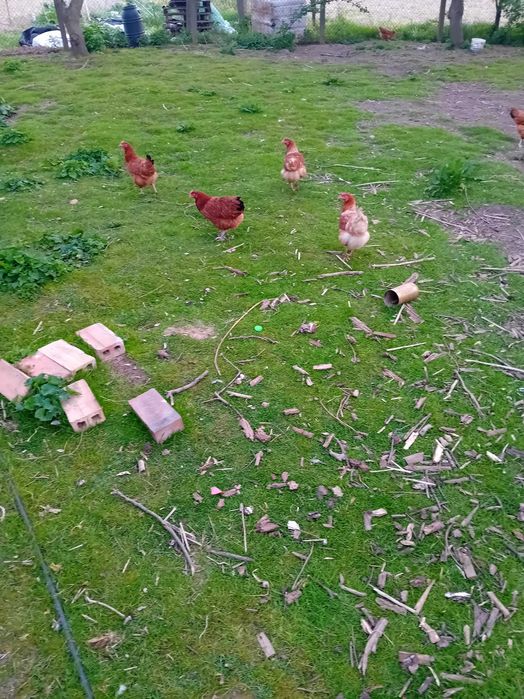 Sprzedam  wiejskie jajka od mlodych kur.