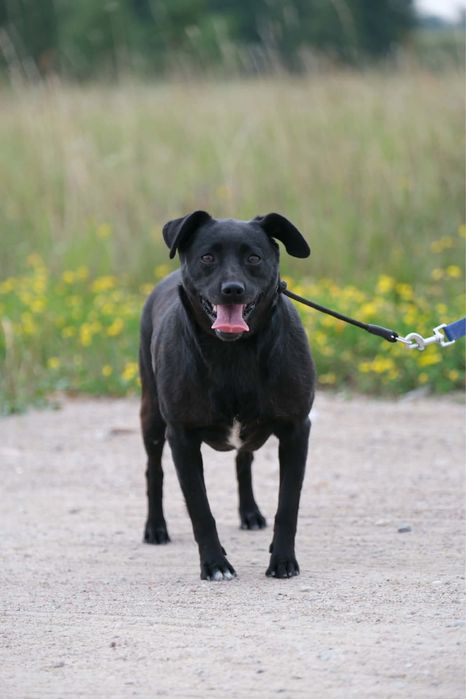 suka sunia suczka do adopcji za darmo