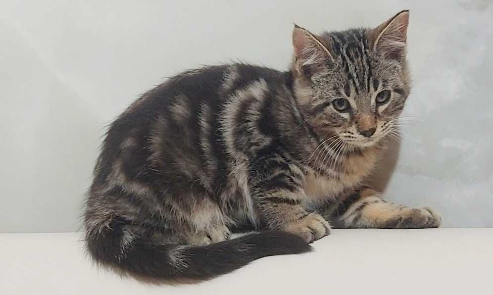 Котёнок 2 месяца чаузи мальчик