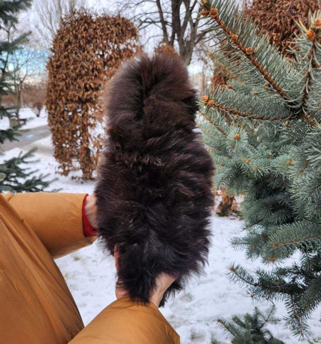 Teddy bear плюшка шпіцпу- хутрова кралечка з Києва