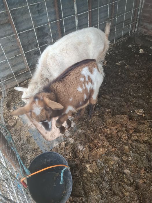 Vendo três fêmeas mochas