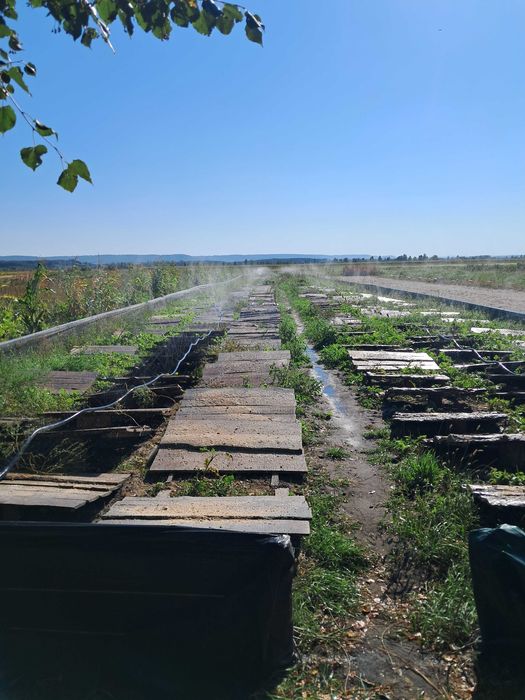 Равлики  мюлєр .