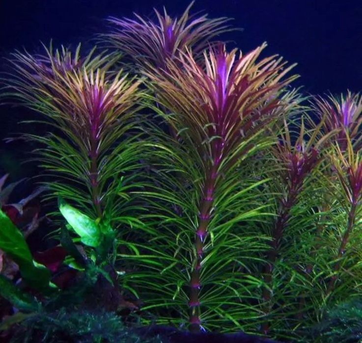 Roślina Akwariowa Eustralis Pogostemon stellata sadzonki